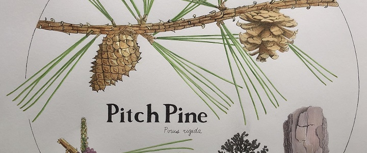 pitch pine drawing