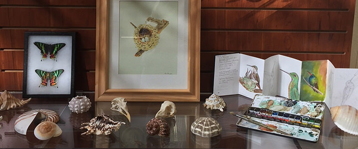 Spread of seashells, butterflies, and birds, with accompanying artwork
