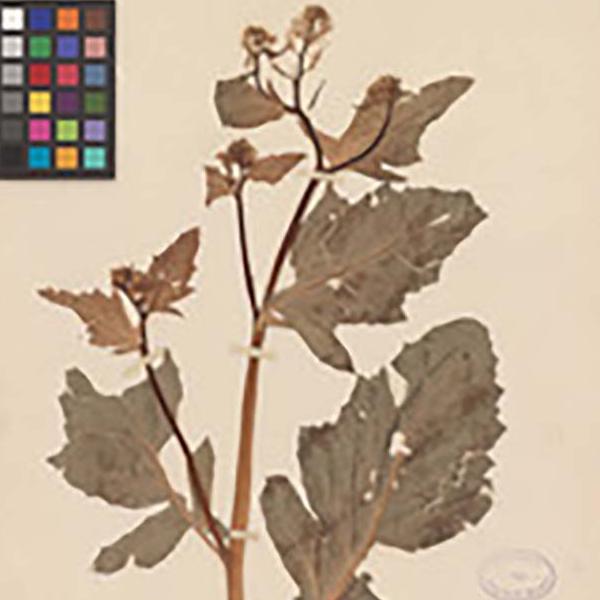 Brassica oleracea herbarium specimen sheet