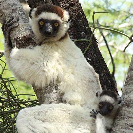 Mom and baby sifaka resting at Bezà Mahafaly Special Reserve, Madagascar.