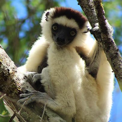 Adult female sifaka resting at Bezà Mahafaly Special Reserve, Madagascar.