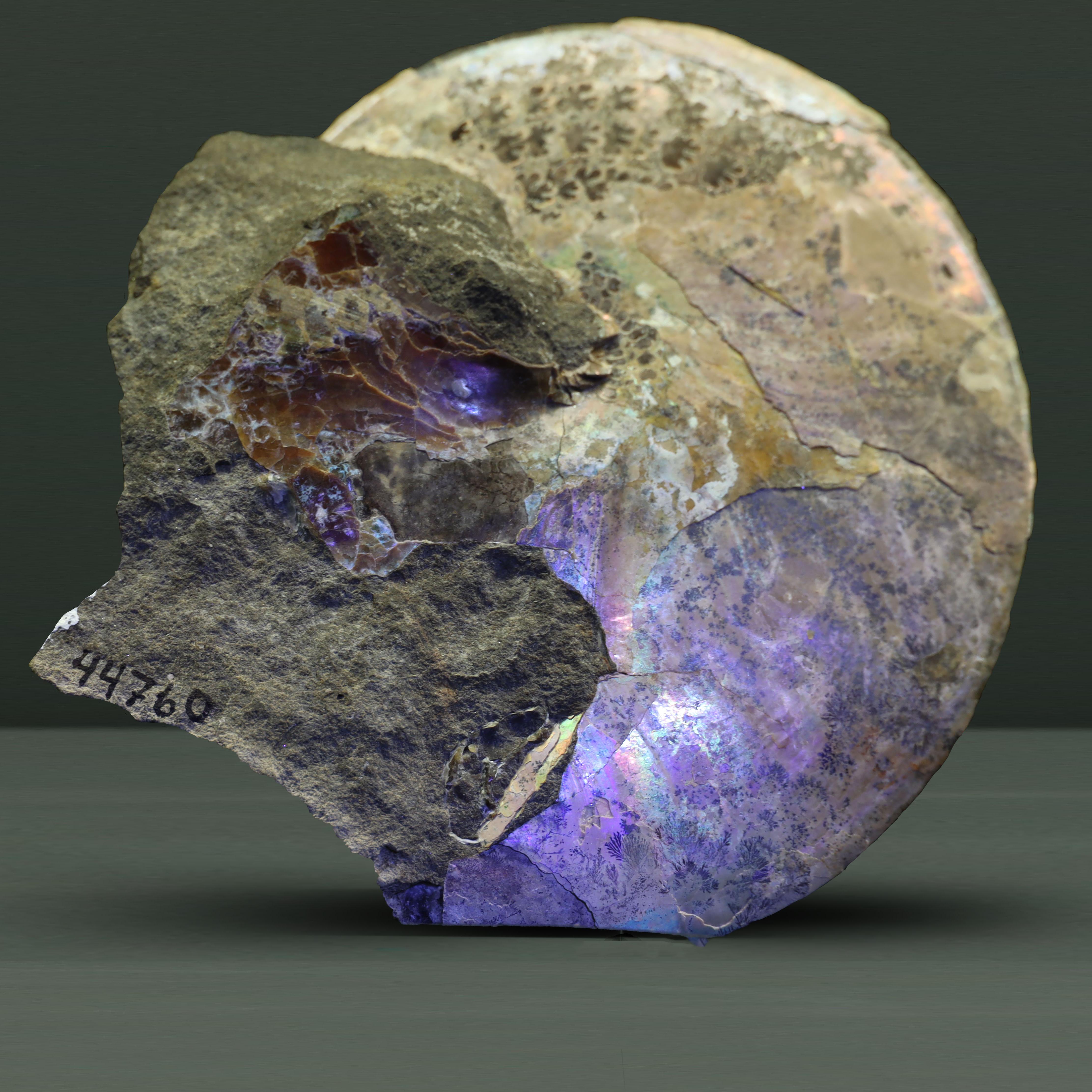 A circular ammonite fossil against a green background with glowing iridescence in its bottom half. 