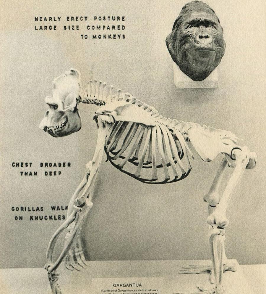 Gargantua the Great skeleton in Peabody exhibit