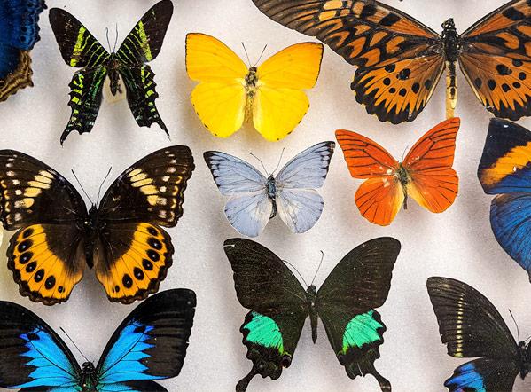 Collage of colorful butterflies in a case