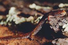 Four-toed Salamander - Hemidactylum scutatum