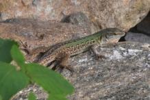 Italian Wall Lizard (non-native) - Podarcis sicula