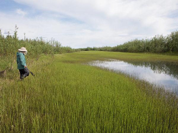 Looking for frogs in a wetland area in Alaska; credit: Andis Arietta and Yara Alshwairikh