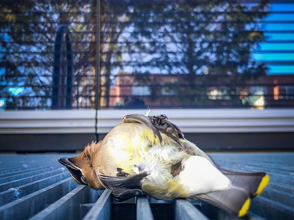 A bird killed by a window; credit Javier Román-Nieves, YSE ’19