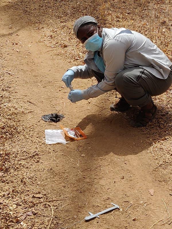 Dr. Nyeema Harris collecting lion scat in Niokola Koba National Park, Senegal.