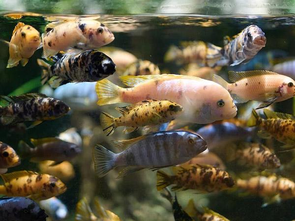 Fish; © Adobe Stock