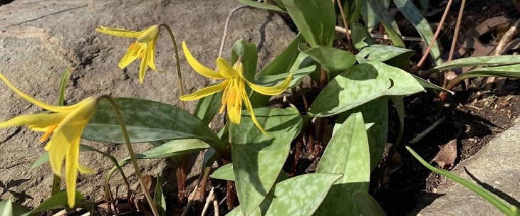 trout lily