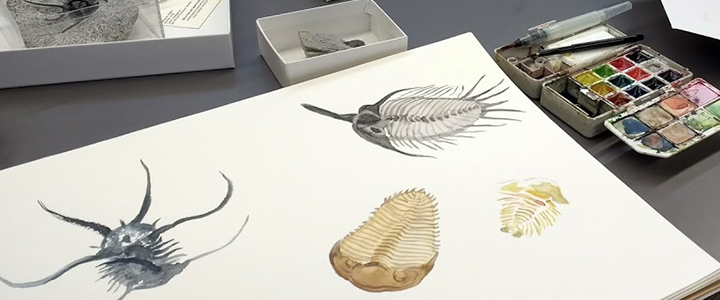 Invertebrate fossils in watercolor