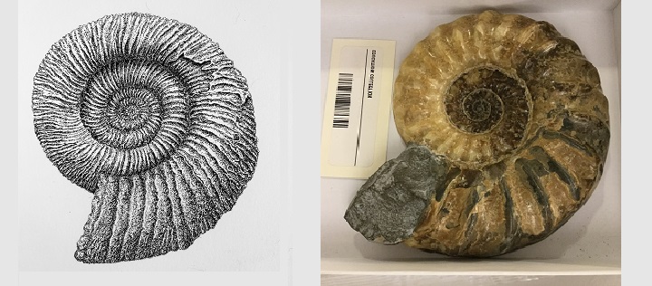 Ammonite Drawing and Specimen