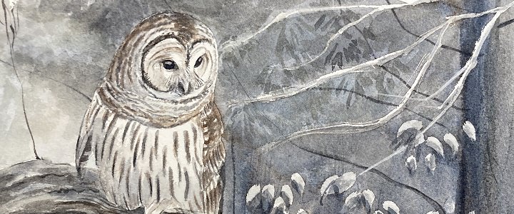 Barred owl drawing