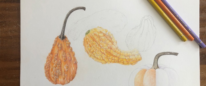Colored pencil drawing of gourds
