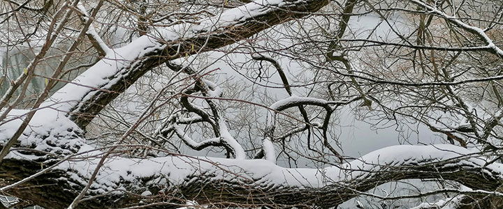 Winter snowscape with trees and branches
