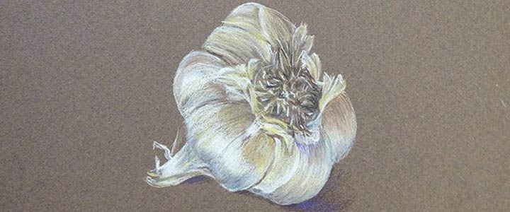 colored pencil illustration of garlic bulb