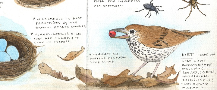 sketch of birds with insects, leaves, eggs and artist's text
