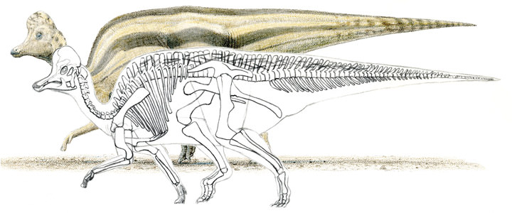 sketch of dinosaur and its skeleton
