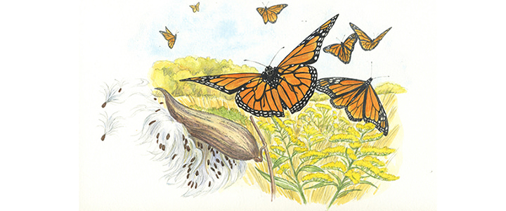 drawing of monarch butterflies amidst a field of milkweed