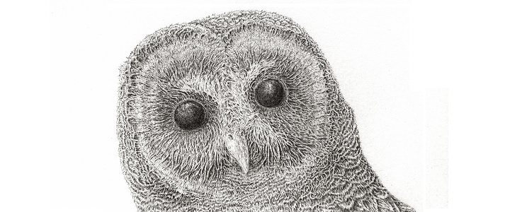 Detailed sketch of an owl's head
