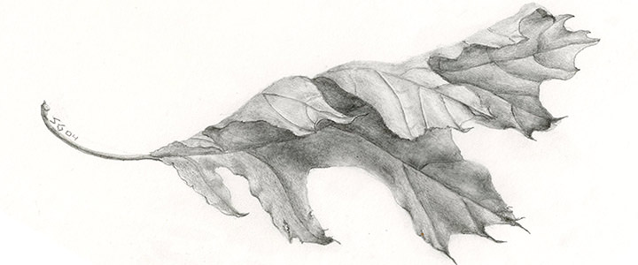 Realistically-shaded pencil drawing of oak leaf