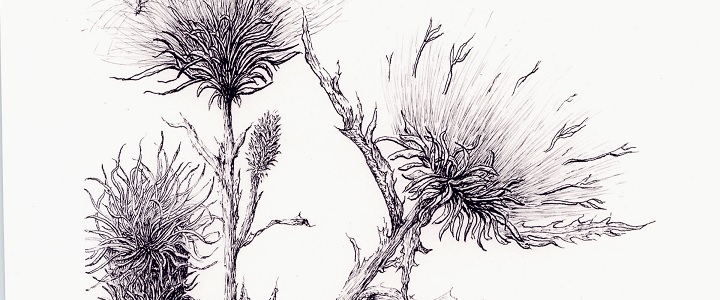Pen draawing of thistle