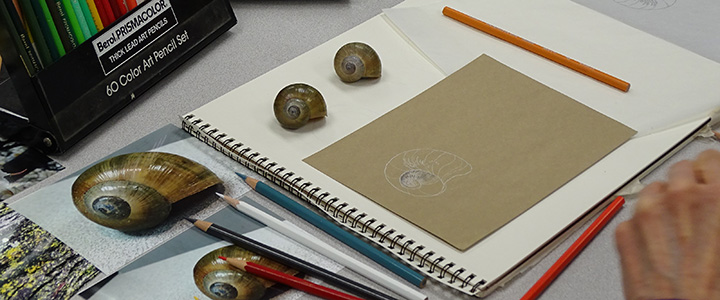 Drawing snails from models with colored pencil