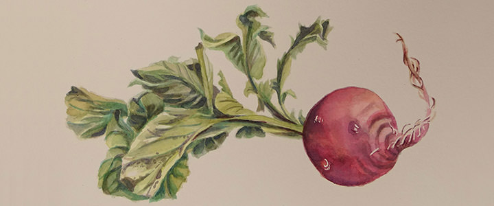 Watercolor painting of a radish
