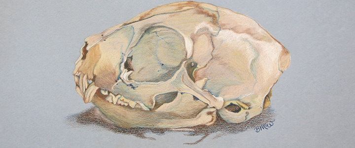 Drawing of a mammal skull