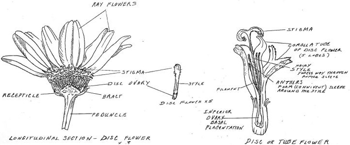 Sketched diagram of flower with text explanation