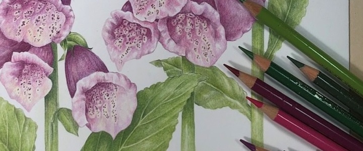 Colored pencils with sketch of foxglove flowers