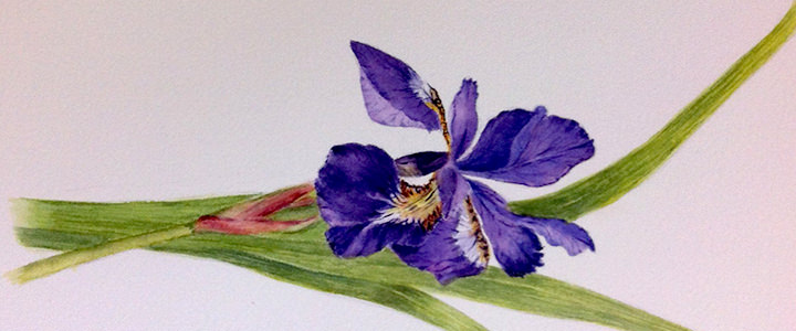 A watercolor painting showing a purple iris
