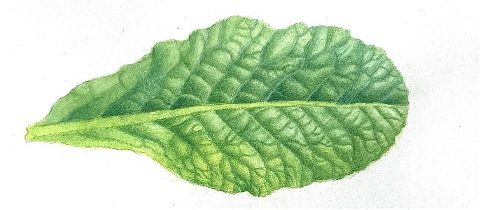 Leaf in watercolor