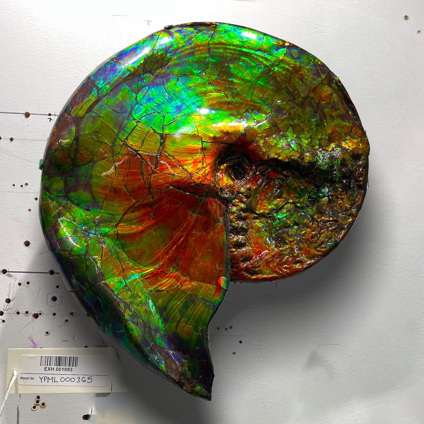 Large spiral rainbow iridescent shell mounted on a wall