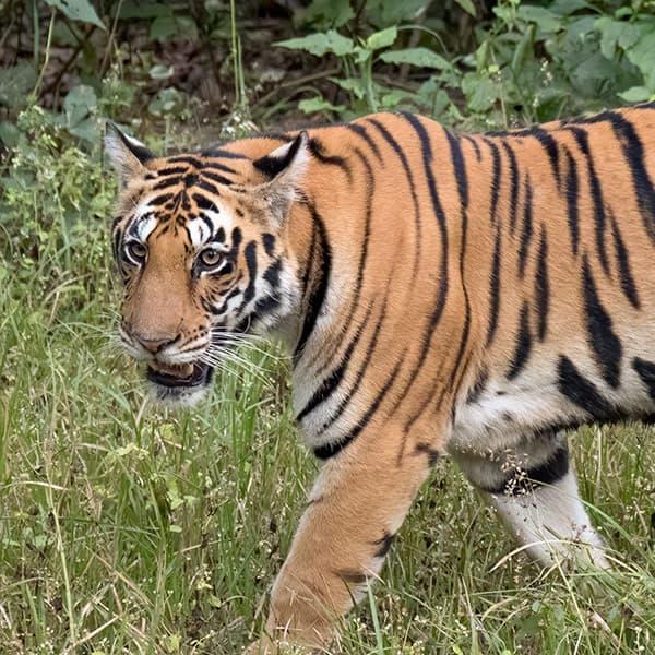 Bengal tiger, female