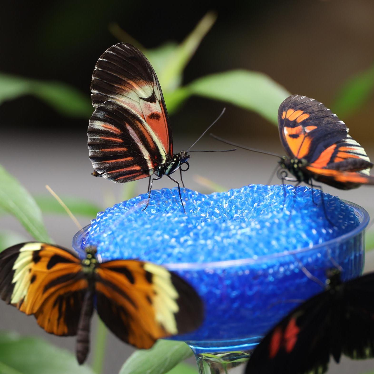 Butterflies in the Living Lab