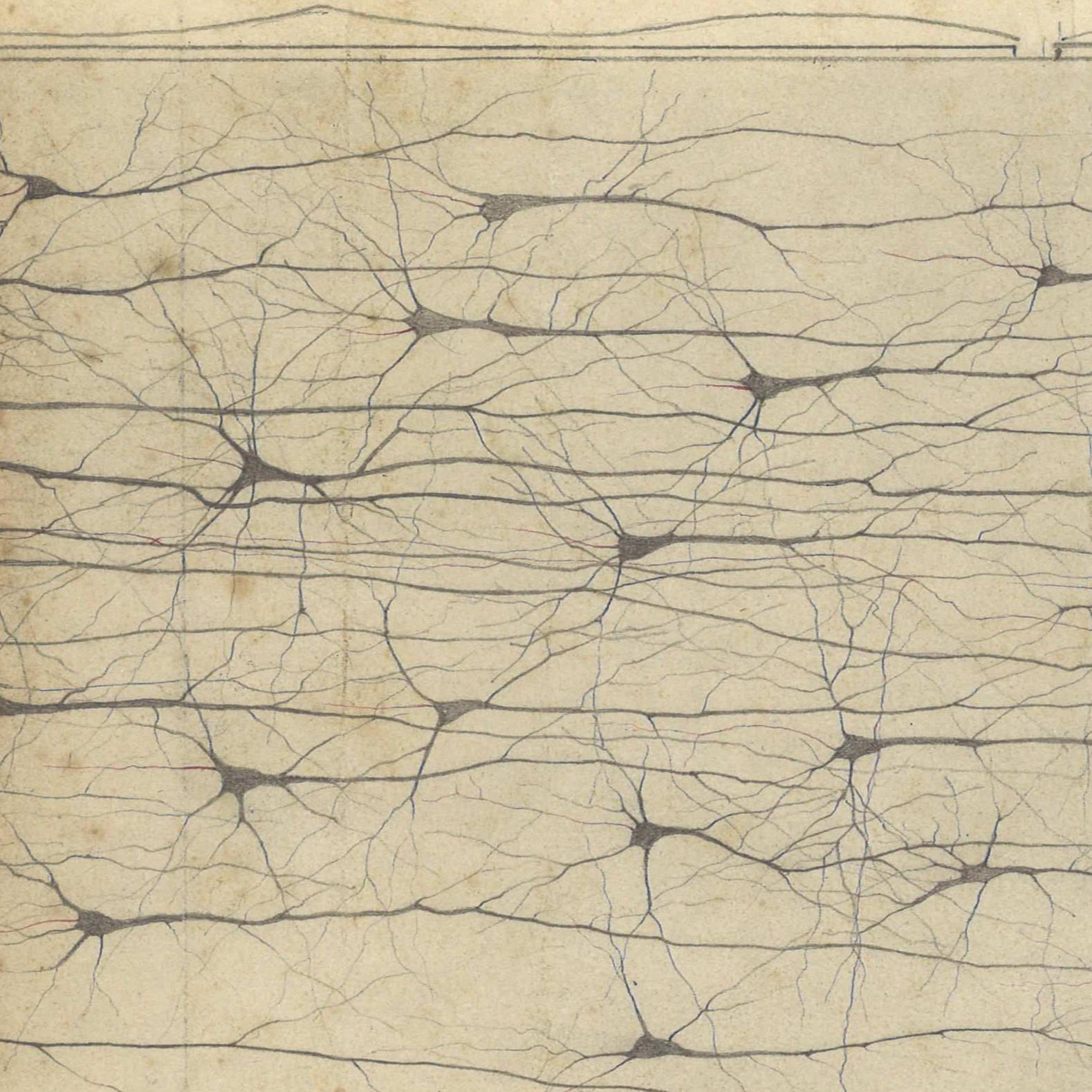 Drawing by Camillo Golgi