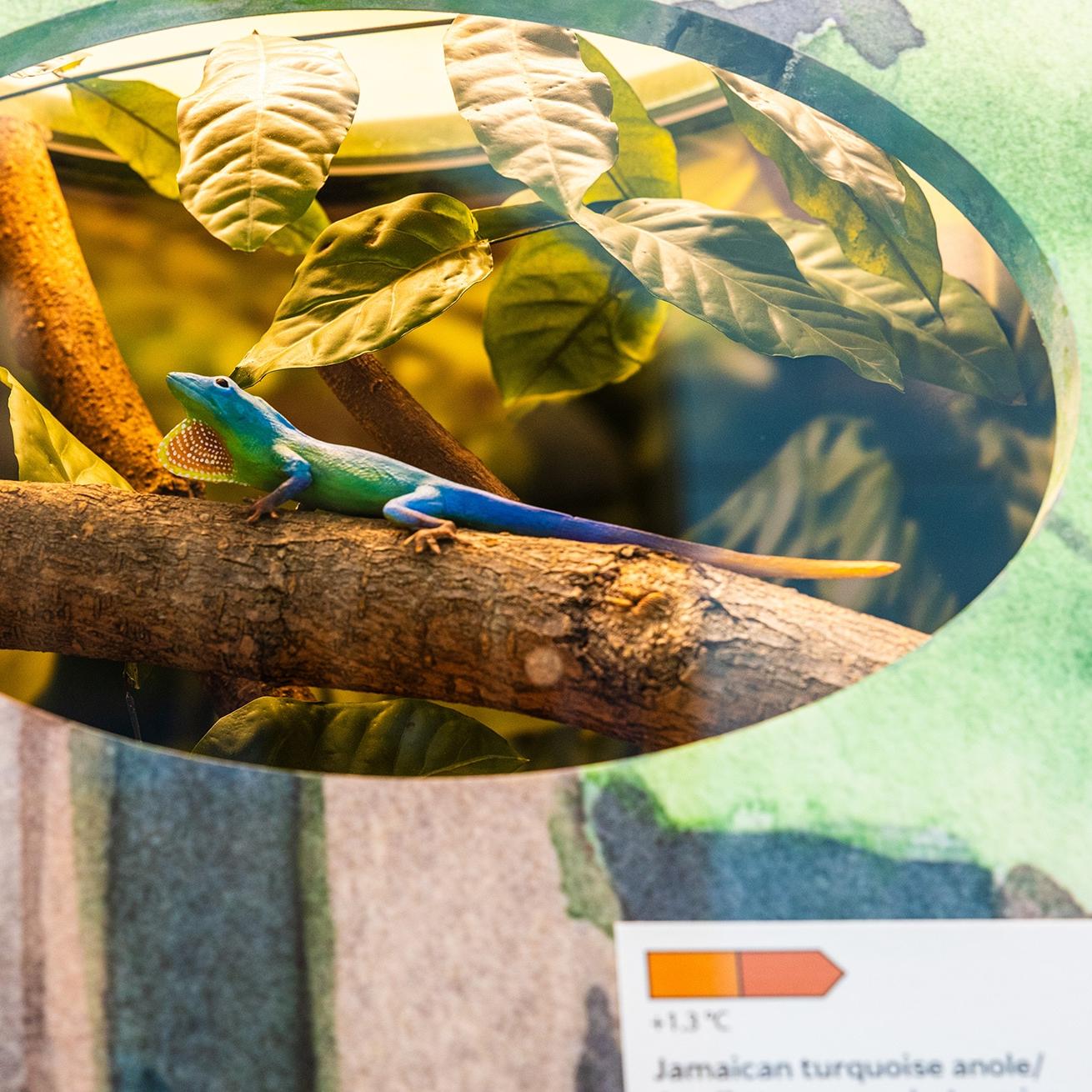An anole