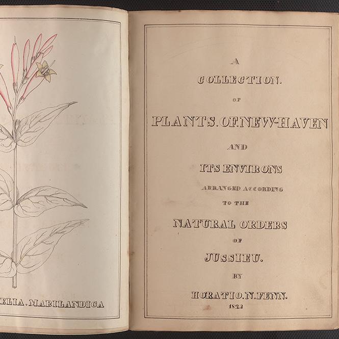 Yale University Herbarium - Plants of New Haven and its Environs