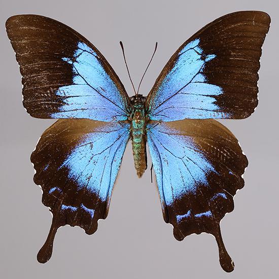 YPM ENT 433508: Papilio ulysses