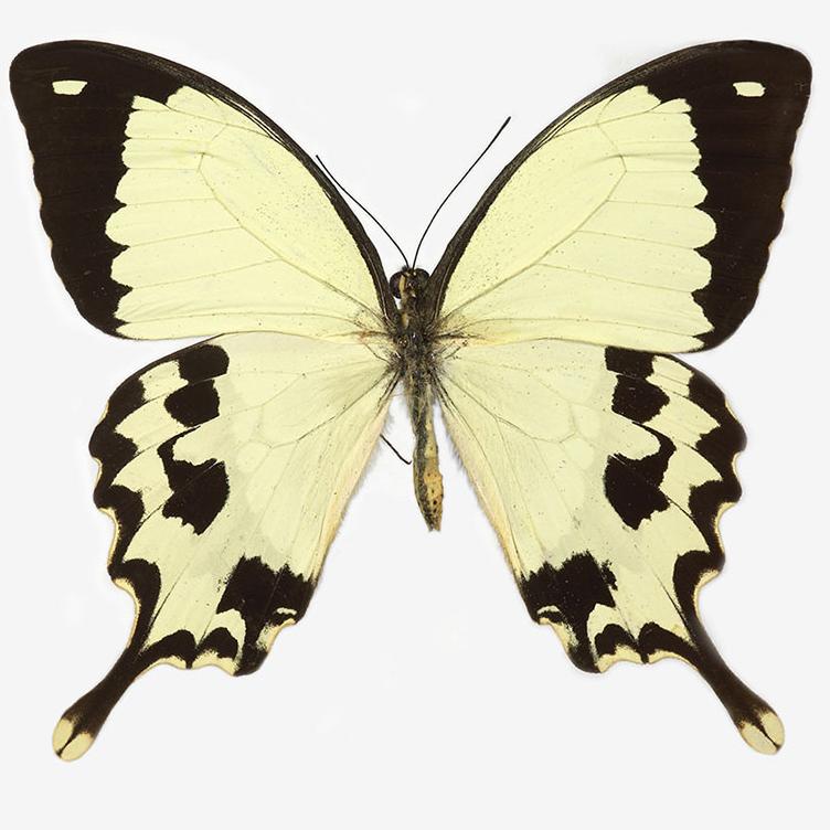 YPM ENT 815257: Papilio dardanus