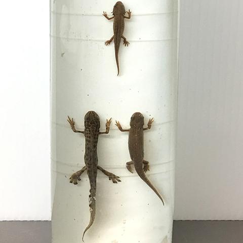 YPM HERA 023375: Triturus salamanders