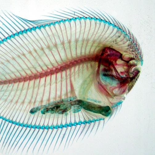 A cleaned and stained fish specimen