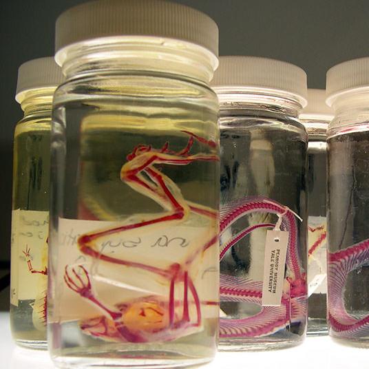 Herpetology wet collection; jars of reptiles and amphibians 