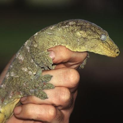 Handling a large green gecko