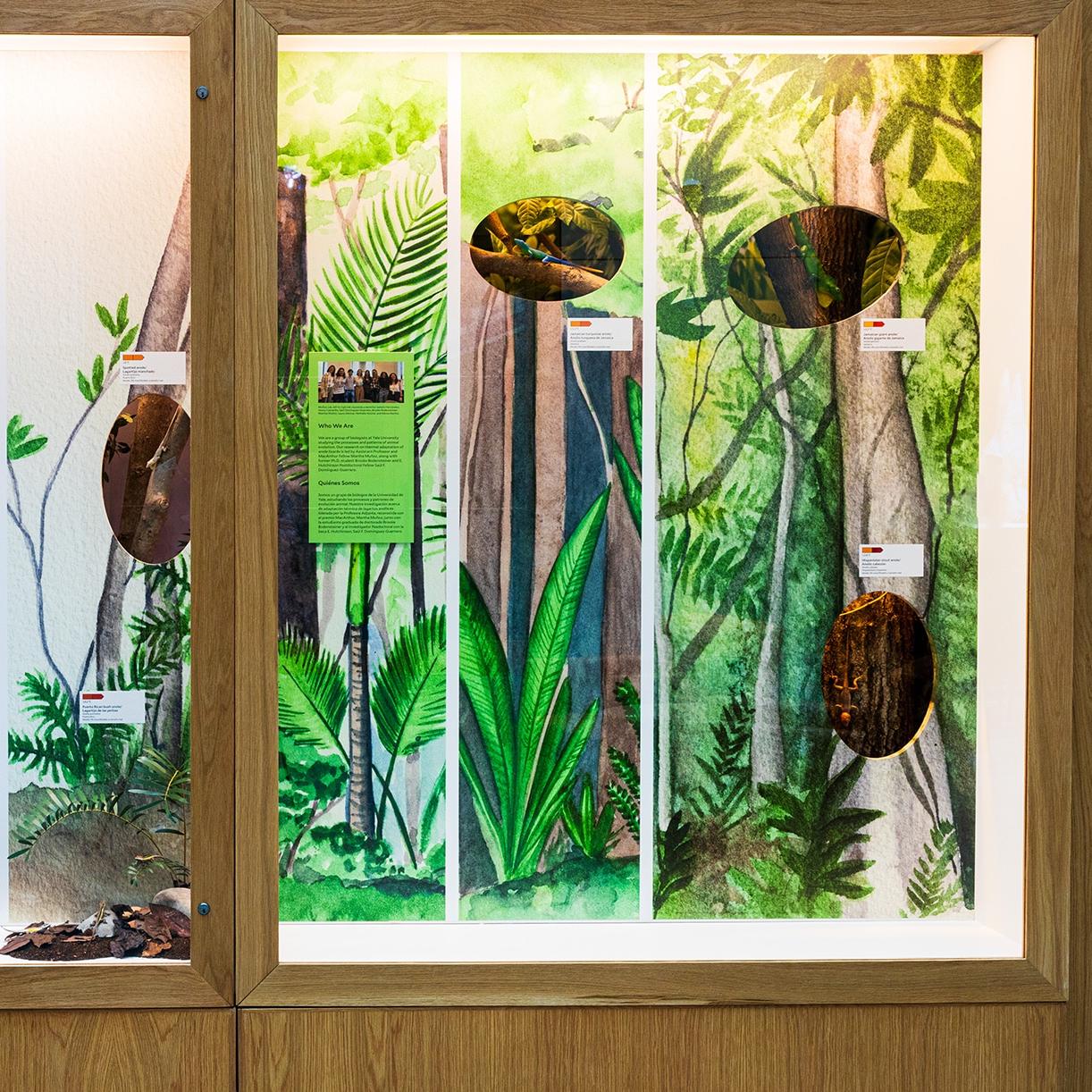 Anoles in their environments