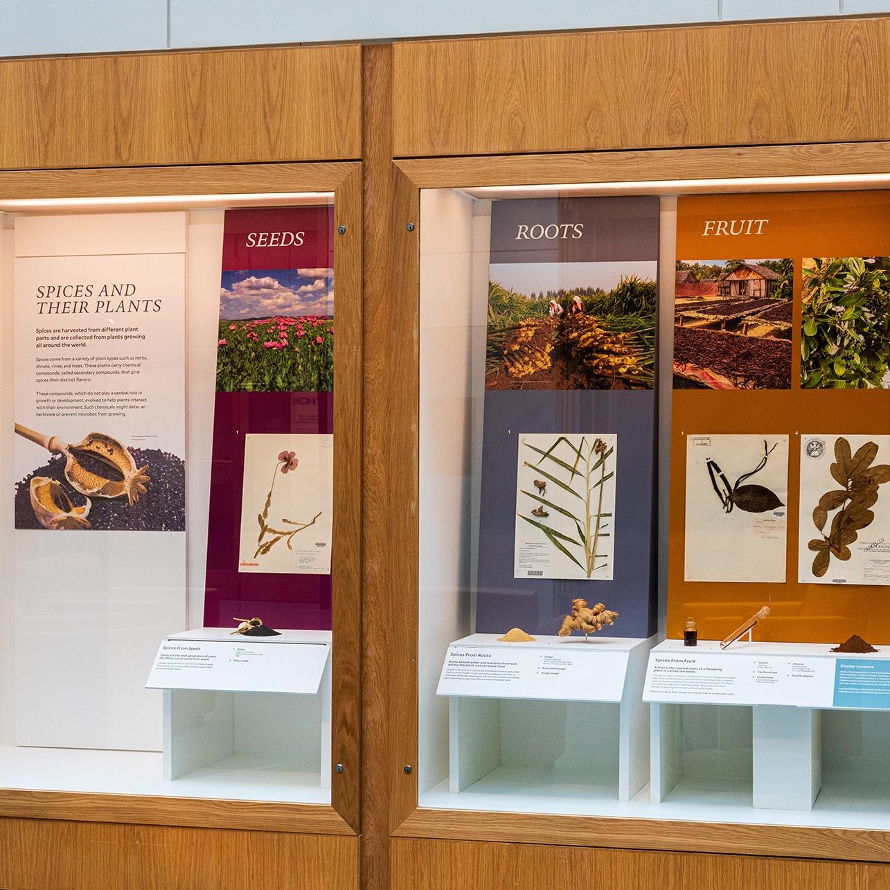 Spices in Central Gallery