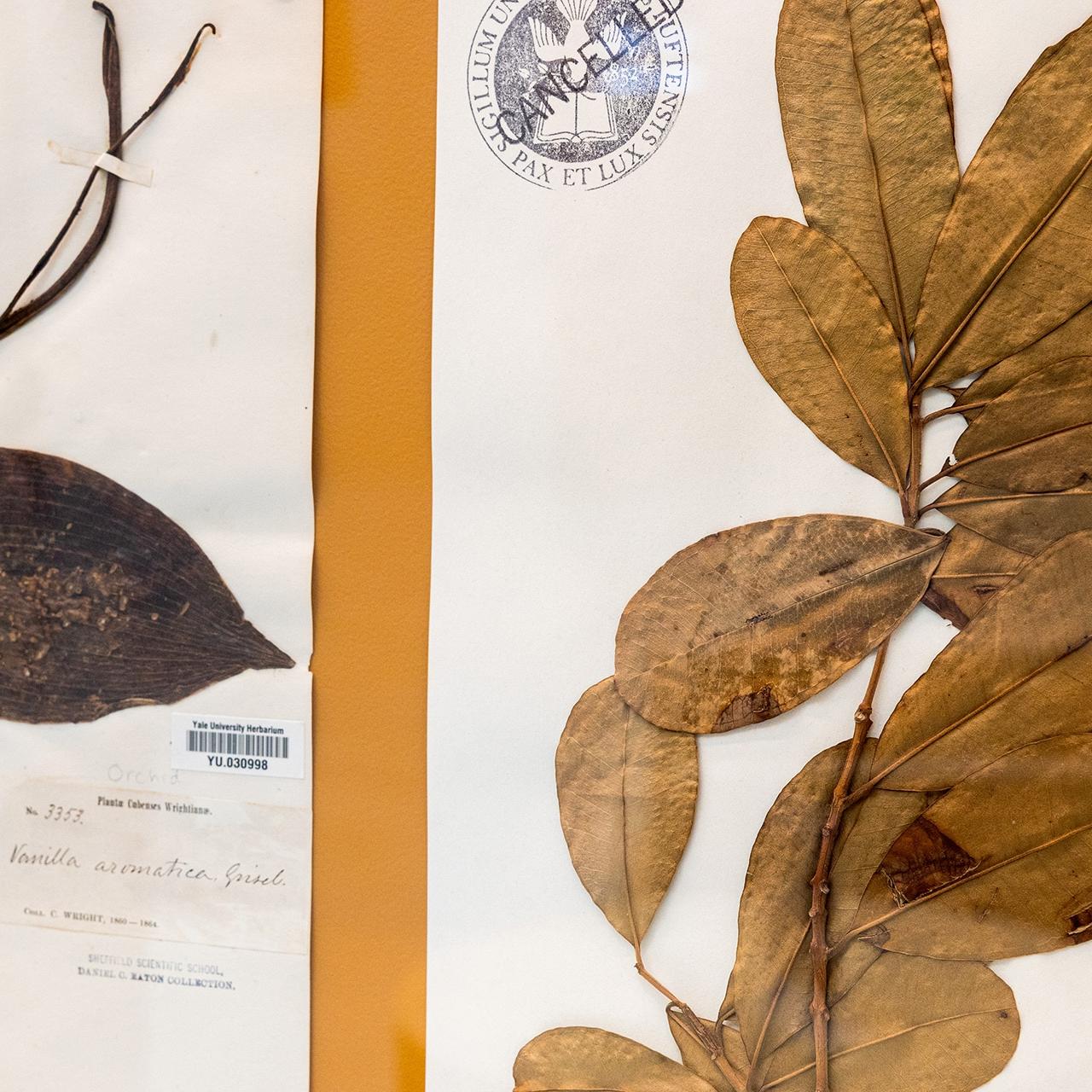 Example of spice plants