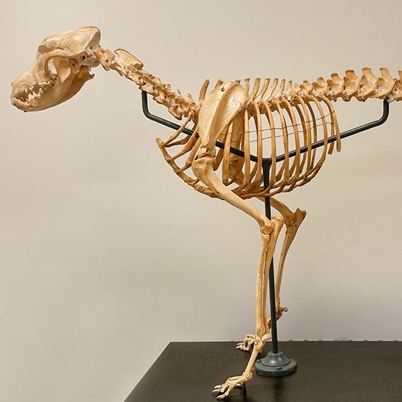YPM MAM 007243: Canis familiaris skeleton